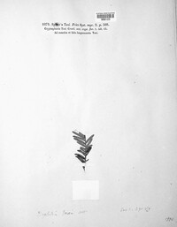 Phyllosticta concentrica image